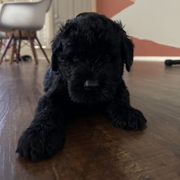 Giant Schnauzer Puppies from SchnauHaus