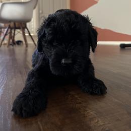 Giant Schnauzer Puppies from SchnauHaus