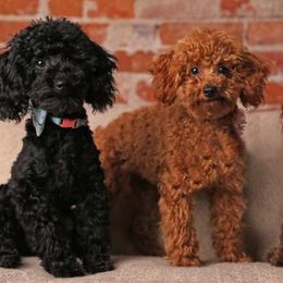 Poodles from Olive Branch Toy Poodles