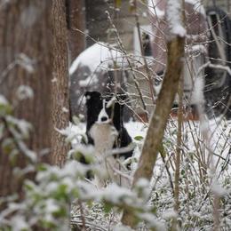 Border Collie and Papillon All Grown Up from Kerrie Hoover