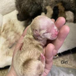 Maltipoo Puppies from Sugar's Maltipoo's