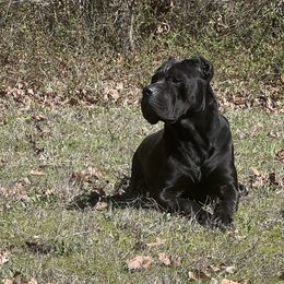 Cane Corso from Darkside Kennel
