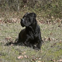 Cane Corso from Darkside Kennel