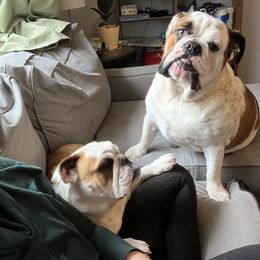Bulldog All Grown Up from Rawlins Family Bulldogs