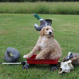 Girl 6 - Parti female Poodle puppy in North Carolina from Masquerade's Standard Poodles of North Carolina