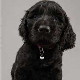RED COLLAR - Liver female Boykin Spaniel puppy in Midland, Michigan from Ives Heritage Homestead