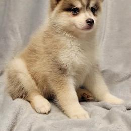 Luke - Blue male Pomsky puppy in Stover, Missouri from Lx2 County Line Pomskies