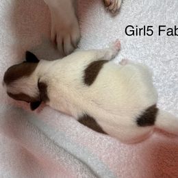 Girl 2 - Brown and white female Jack Russell Terrier puppy in Greeneville, Tennessee from Wampler Jacks