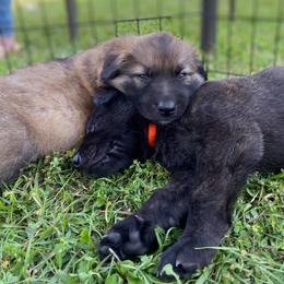 German Shepherd Puppies from Scenic City Shepherds