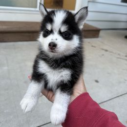 Fred - Black and white male Pomsky puppy in Scandinavia, Wisconsin from Bonnie’s Little Fluffys