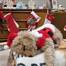 Cavapoo Puppies from Cool Cavapoos