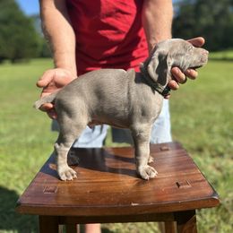 Weimaraner Puppies from Georgia Line Weimaraners