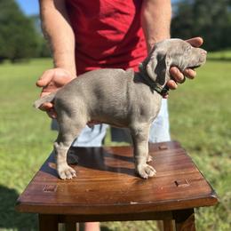 Weimaraner Puppies from Georgia Line Weimaraners