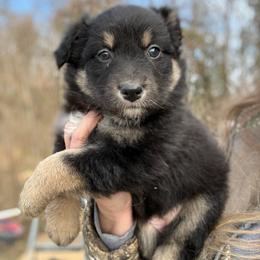 Maggie - Black tri-color female Australian Shepherd puppy in Nicholasville, Kentucky from Sugar Creek Aussies