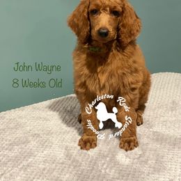 Poodle Puppies from Charleston Reds Standard Poodles