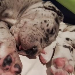 Great Danes from Waldhaus