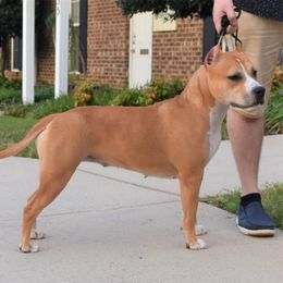 Rose - American Staffordshire Terrier