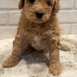 Pink Collar Girl - Red  female Goldendoodle puppy in San Augustine, Texas from Vintage Doodles