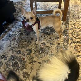 Papi - Chihuahua
