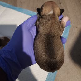 Chihuahua Puppies from Maldonado Pet Life Breeder LLC.