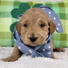 Paddington - Red  male Goldendoodle puppy in Temecula, California from Oodles O'Doodles