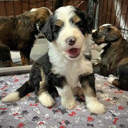 Freedom - Tri-color female Bernedoodle puppy in Kansas City, Missouri from Beary GoldenDoodles