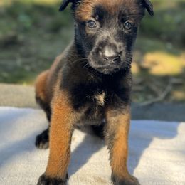 Boy 3 - Red sable male Belgian Malinois puppy in Russellville, Kentucky from KCK9