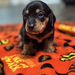 Pugsley - Black and tan male Dachshund puppy in Live Oak, Florida from Johnson’s Weiner Farm