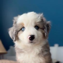 Brew - Blue merle female Miniature American Shepherd puppy in Tupalo, Mississippi from Butterfield Trail Farm