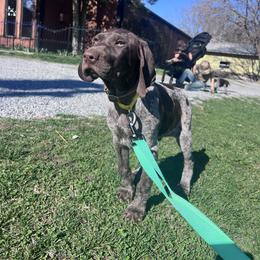 Bear - Liver roan male German Shorthaired Pointer puppy in Dugspur, Virginia from Pilgrims Trails Shorthairs