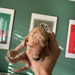 Yellow 2 - Cream female Labradoodle puppy in Shingle Springs, California from California Double Doodles