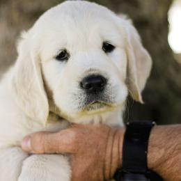 Tinkerbell (Yellow Collar) - Golden female Golden Retriever puppy in Mason, Michigan from Sweet Breeze Acres