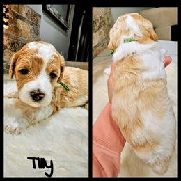 Tilly - Parti female Goldendoodle puppy in Forest, Ohio from Mini Doodle Buddies