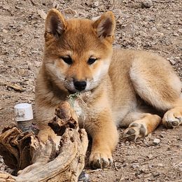 Shiba Inu from MarshDancer's Beautiful Babes