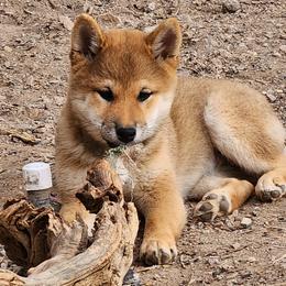 Shiba Inu from MarshDancer's Beautiful Babes