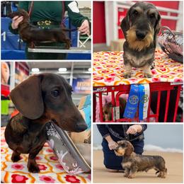 Dachshund puppies from Royal Bloodline Canines