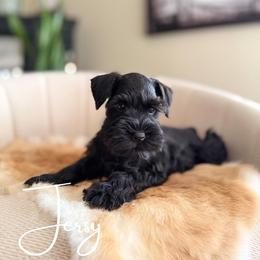 Jersey AKC - Black female Miniature Schnauzer puppy in Victorville, California from West Coast Royal Miniature Schnauzer