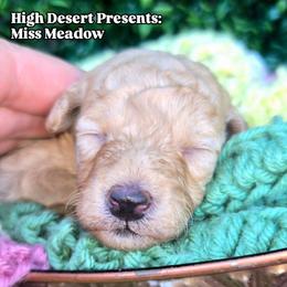 Miss Meadow - Cream female Poodle puppy in Dolan Springs, Arizona from High Desert Companions
