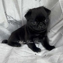 Eve - Black female Pug puppy in New York from Willow Dove Pugs