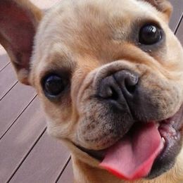 French Bulldogs from Marie Burris