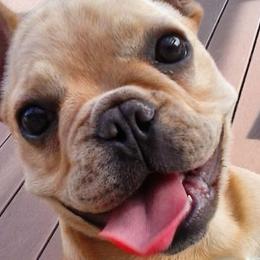 French Bulldogs from Marie Burris