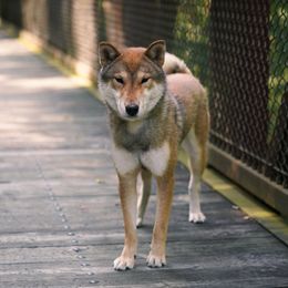 Masa - Sesame Shikoku puppy in Pennsylvania from Aoiyama Sou Shikoku Kennel