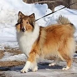 Collie All Grown Up from Garlind Ridge Collies