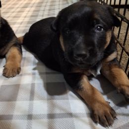 Belgian Malinois puppies from ArcanaK9