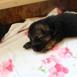 German Shepherd Puppies from Von Hazel Haus German Shepherds