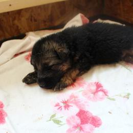 German Shepherd Puppies from Von Hazel Haus German Shepherds
