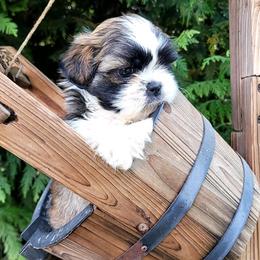 Boy 2 - Black gold and white male Shih Tzu puppy in Morrison, Tennessee from Westies of Morrison