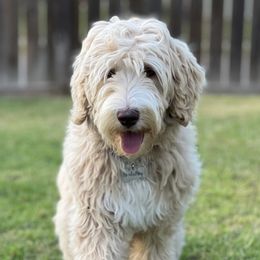 Marlie - Australian Labradoodle
