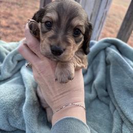 Dachshund Puppies from A Anchor Farm