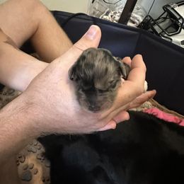 Miniature Australian Shepherd Puppies from Andy McDonald